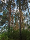 Nordic pine forest in evening light. Royalty Free Stock Photo