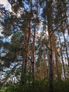 Nordic pine forest in evening light. Royalty Free Stock Photo