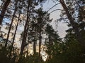 Nordic pine forest in evening light. Royalty Free Stock Photo