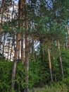 Nordic pine forest in evening light. Royalty Free Stock Photo