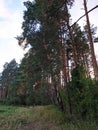 Nordic pine forest in evening light. Royalty Free Stock Photo