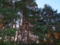 Nordic pine forest in evening light. Royalty Free Stock Photo