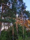 Nordic pine forest in evening light. Royalty Free Stock Photo