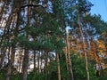 Nordic pine forest in evening light. Royalty Free Stock Photo
