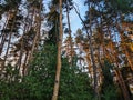 Nordic pine forest in evening light. Royalty Free Stock Photo