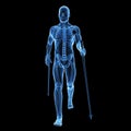 Nordic walking - skeleton Royalty Free Stock Photo