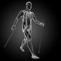 Nordic walking - skeleton Royalty Free Stock Photo