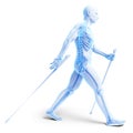 Nordic walking - skeleton Royalty Free Stock Photo