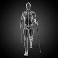 Nordic walking - skeleton