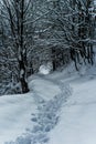 Nordic walking in a snow pathway