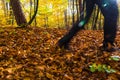 Nordic walking sport run walk motion blur outdoor person legs forest fall autumn Royalty Free Stock Photo