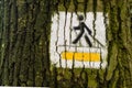 Nordic walking track sign painted on the tree in the forest sunny day Royalty Free Stock Photo