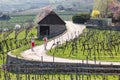Nordic walking among the vineyards of the Wachau valley. Lower Austria.