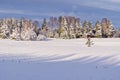 Nordic winter landscape. Panoramic view of the covered with frost trees in the snowdrifts. Royalty Free Stock Photo