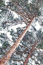 Nordic winter snowy frosty forest landscape background. Northern Beatiful pines up aerial view under snow day time. Lapland outdoo Royalty Free Stock Photo
