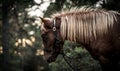 Nordland Horse from Norway Royalty Free Stock Photo