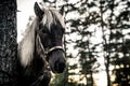 Nordland Horse from Norway Royalty Free Stock Photo
