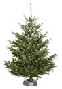 Nordmann Christmas tree Royalty Free Stock Photo