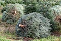 Nordmann fir plantation in Denmark