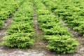 Nordmann fir plantation in Denmark