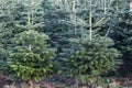 Nordmann fir plantation in Denmark