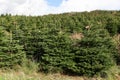 Nordmann fir plantation