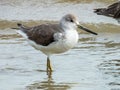 Nordmann\'s Greenshank in Queensland Australia