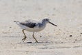 Nordmann`s Greenshank in Queensland Australia