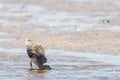 Nordmann`s Greenshank in Queensland Australia