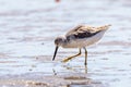 Nordmann`s Greenshank in Queensland Australia