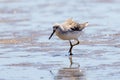 Nordmann`s Greenshank in Queensland Australia