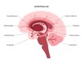 Norepinephrine hormone pathway Royalty Free Stock Photo