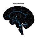 Norepinephrine hormone pathway Royalty Free Stock Photo