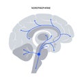 Norepinephrine hormone pathway Royalty Free Stock Photo