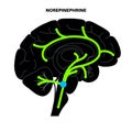 Norepinephrine hormone pathway Royalty Free Stock Photo