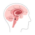 Norepinephrine hormone pathway Royalty Free Stock Photo