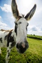 Norfolk Broads, Donkey close up Royalty Free Stock Photo