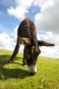 Norfolk Broads, Donkey grazing on grass in the summer time