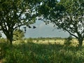 Norfolk countryside through the trees