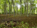 Norfolk Forest in the uk with trees in cleared coppice