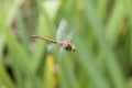 Norfolk Hawker Aeshna isosceles