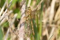 A Norfolk Hawker also known as a Green-eyed Hawker.