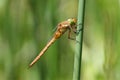 A Norfolk Hawker also known as a Green-eyed Hawker.