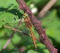 Norfolk Hawker Dragonfly