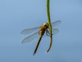 Norfolk Hawker Dragonfly