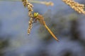 A Norfolk Hawker resting on a seed head.