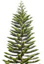 Norfolk Island Pine Royalty Free Stock Photo