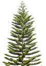 Norfolk Island Pine