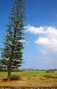 Norfolk Island Pine Royalty Free Stock Photo