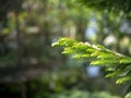 Norfolk Island pine (Araucaria heterophylla) green leaves, shallow focus Royalty Free Stock Photo
